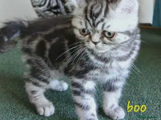 British Shorthair cats Bsh. Silver clasic tabby . - Advert 3