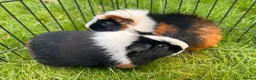 Guinea Pig rodents for sale: Hawk & Panda  - Advert 16