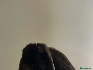 Mini Lop rabbits Chocolate Self Doe & Chocolate Buck Available - Advert 15