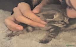 Domestic Shorthair cats for sale: Tabby female kitten  - Image 1