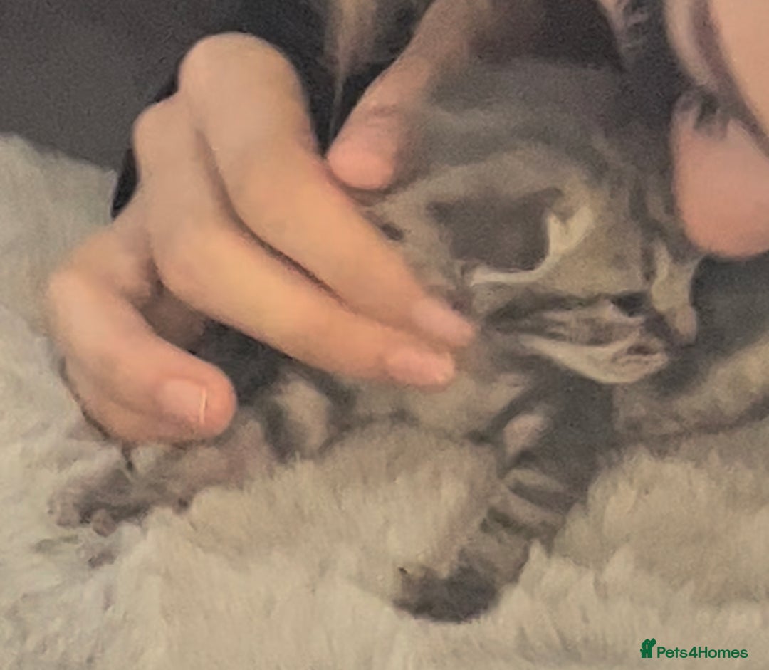 Domestic Shorthair cats for sale: Tabby female kitten  - Image 1