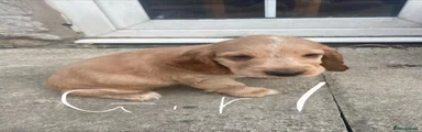 Cocker Spaniel 6