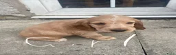 Cocker Spaniel dogs for sale: Show type KC reg puppies for sale.  - Advert 9