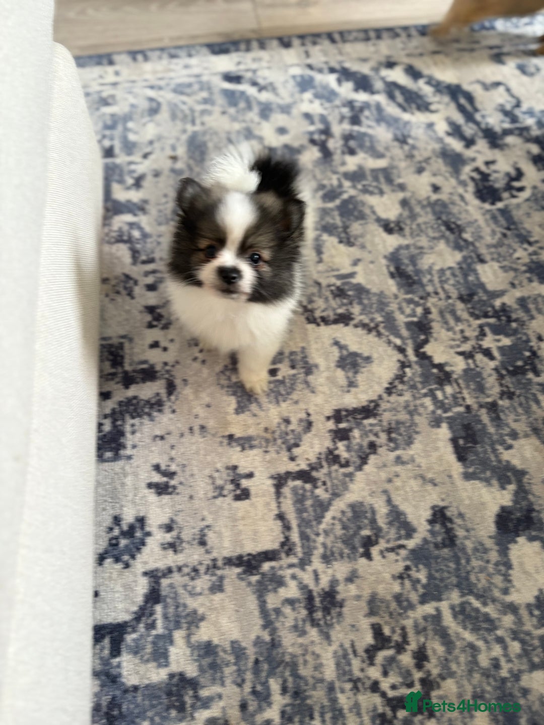 Pomeranian dogs for sale: Pomeranian puppies - Image 15