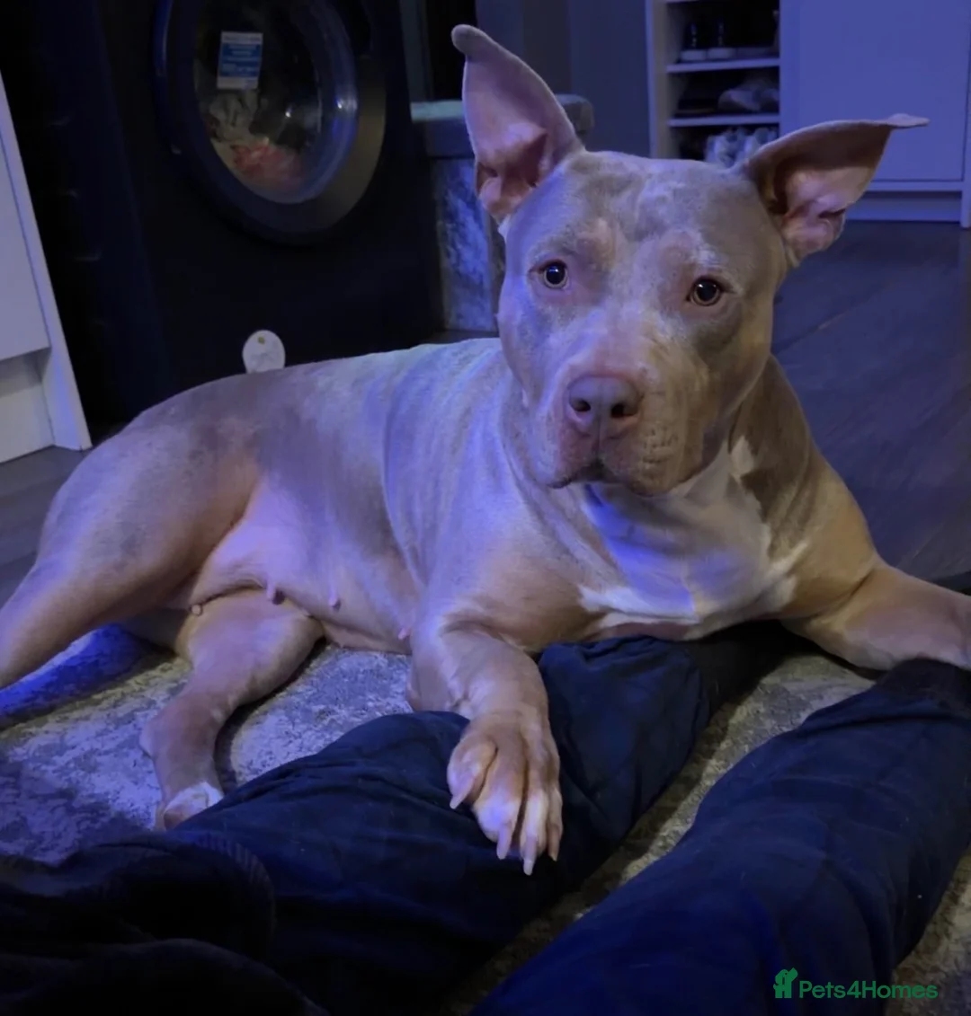 American Bulldog dogs for sale: 2year old American Bulldog in Hartlepool - Advert 6
