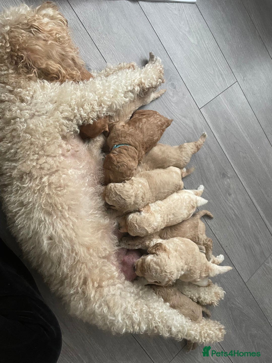 Mixed Breed dogs for sale: Cockapoo x Labradoodle  - Image 3
