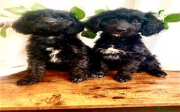 Cockapoo dogs for sale: Quality F1 Cockapoo Puppies GIRLS Various pricing  - Image 27