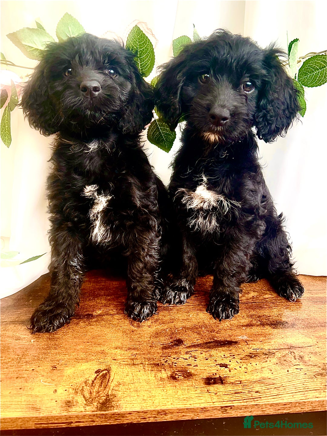 Cockapoo dogs for sale: Quality F1 Cockapoo Puppies GIRLS Various pricing  - Image 27