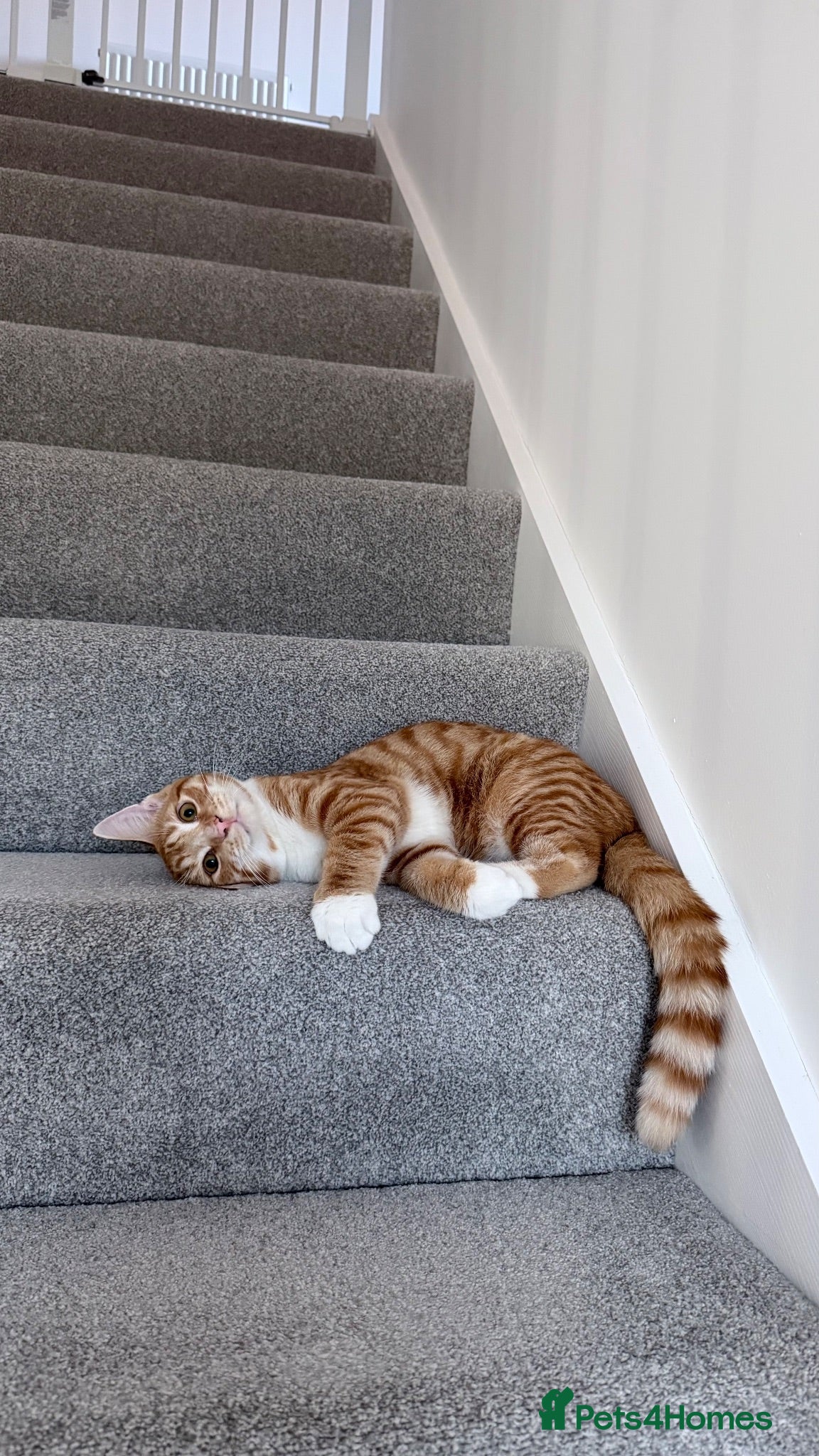 Domestic Shorthair cats Ginger Male  - Advert 1