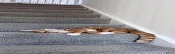 Domestic Shorthair cats for sale: Ginger Male  - Advert 1