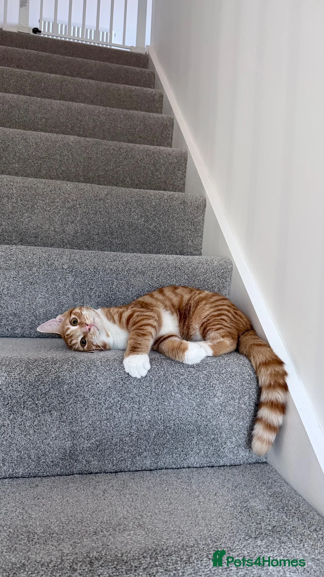 Domestic Shorthair cats for sale: Ginger Male  - Advert 1