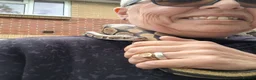 Python Snake reptiles for sale: royal python 'Bert' in Fareham - Advert 2