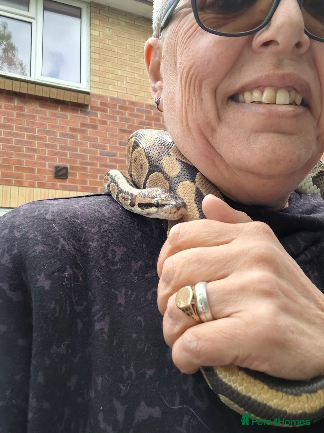 Python Snake reptiles for sale: royal python 'Bert' in Fareham - Advert 2