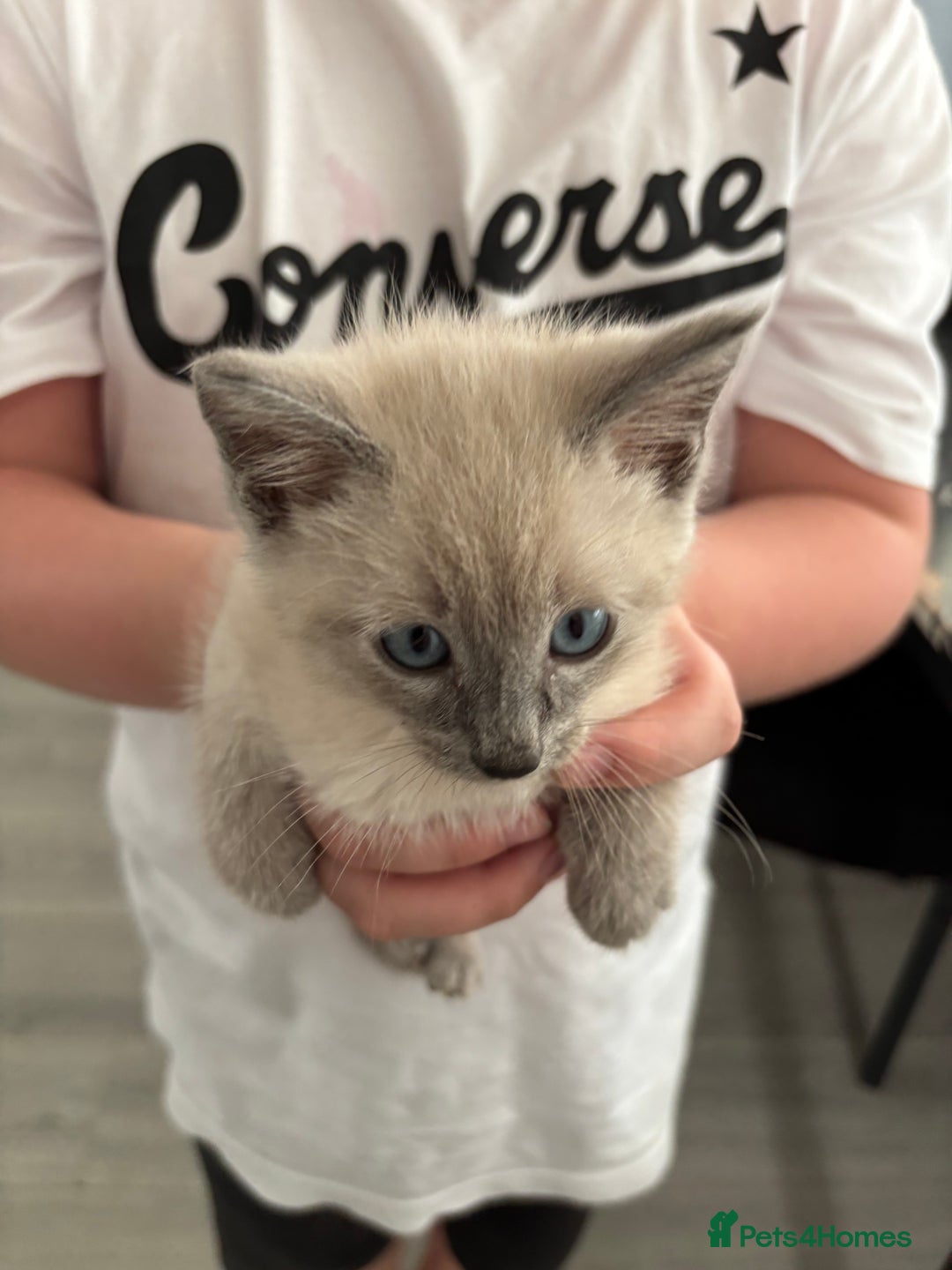 Siamese cats for sale: Lilac / Blue point Siamese  - Image 7