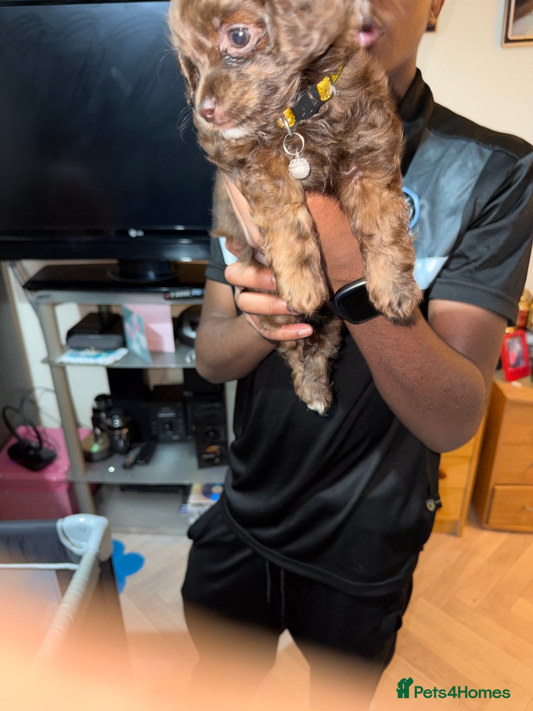 Mixed Breed dogs for sale: Cockapoo Mix Puppies - Advert 13