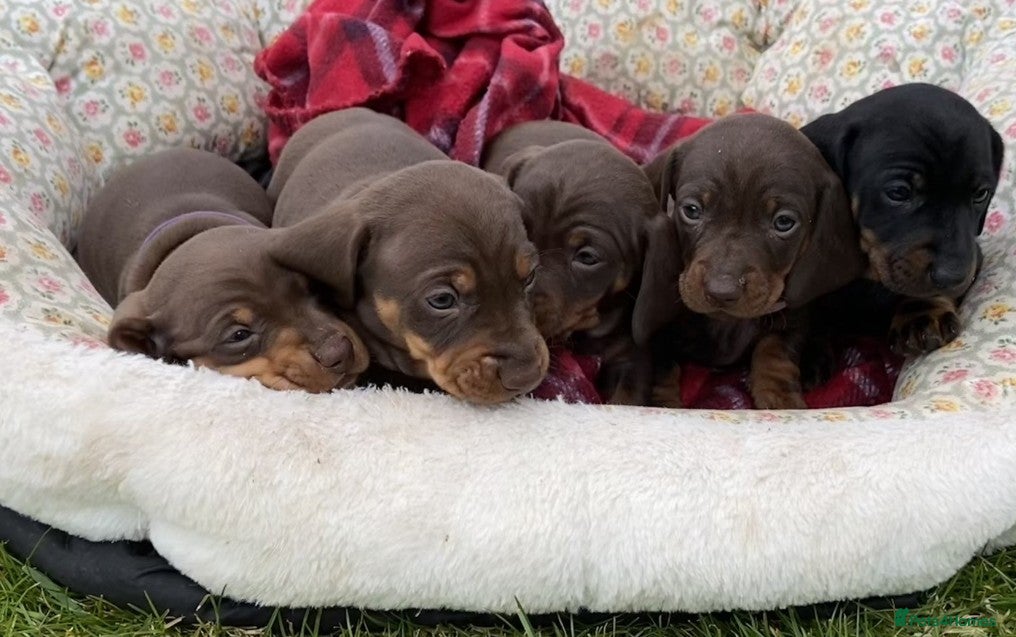 Miniature Dachshund dogs Miniature Dachshund Puppies  - Advert 8