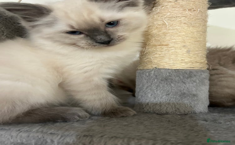 Ragdoll cats - Advert 3
