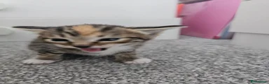 Mixed Breed Kitten 5