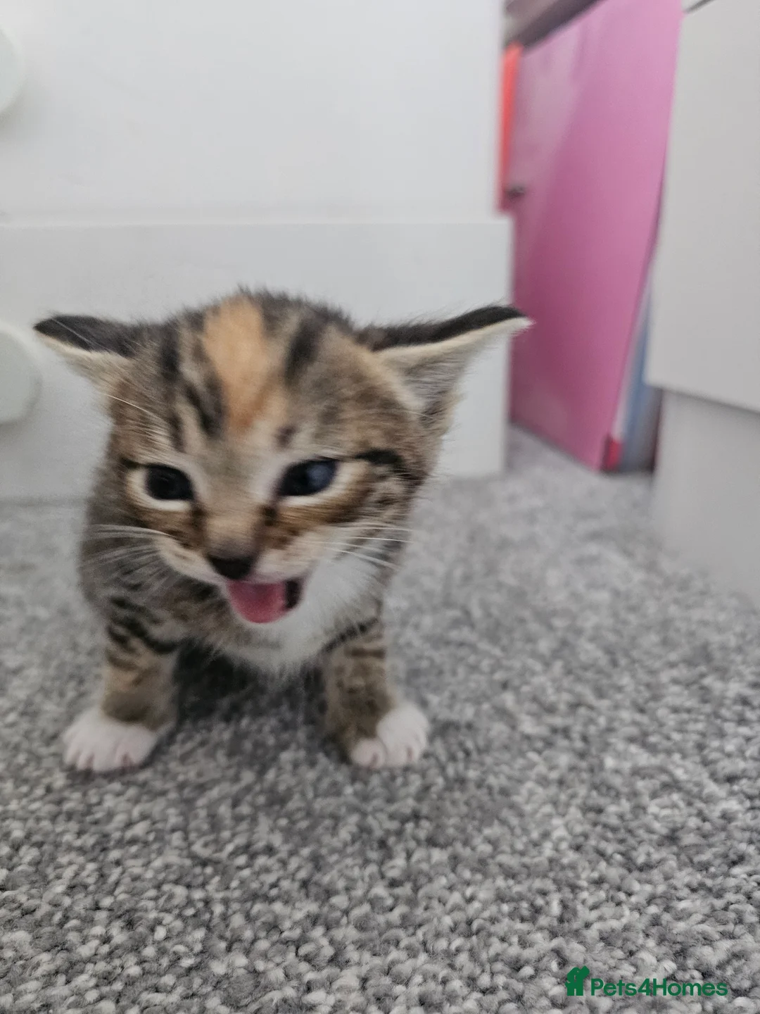Mixed Breed cats for sale: Ragdoll mix kittens are for sale  - Advert 2