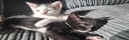 Mixed Breed cats for sale: Beautiful friendly kittens looking for loving home - Advert 8