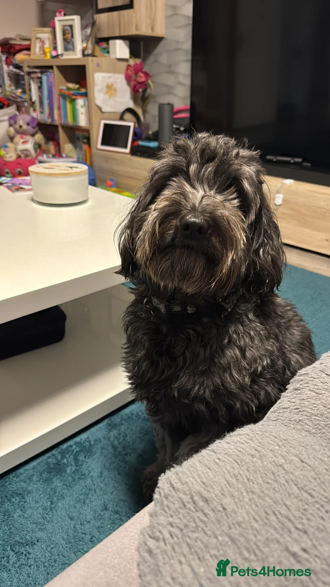 Cockapoo dogs for stud: 🐾 Proven Cockapoo Stud – Max 🐾 £125.00 - WA1  - Advert 2