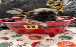 Shih Tzu dogs for sale: shih tzu F1 puppies  - Advert 7