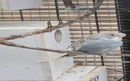 Budgerigars birds for sale: Budgies  - Image 4