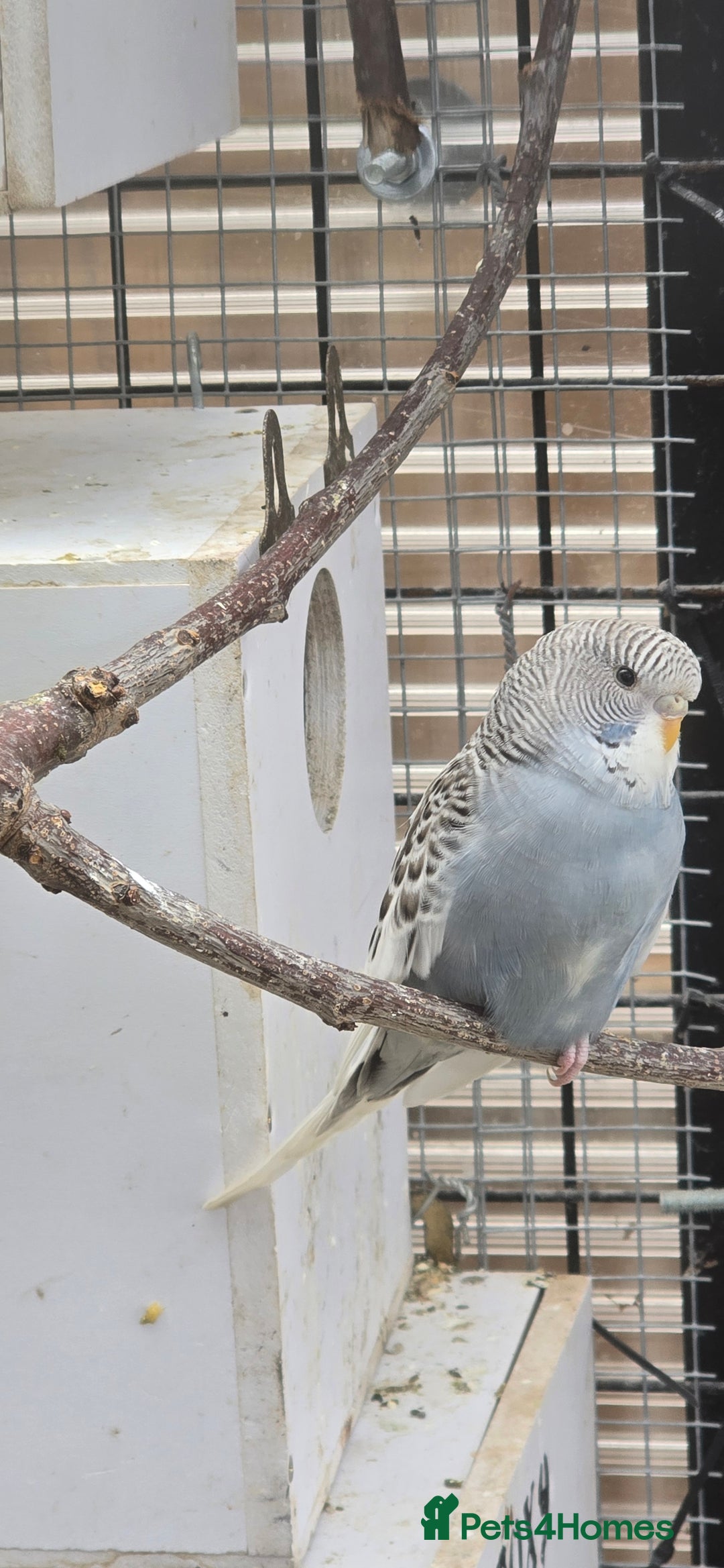 Budgerigars birds for sale: Budgies  - Image 4