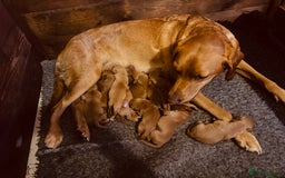 Labrador Retriever dogs for sale: Very dark Fox Red Labrador puppies - Image 10