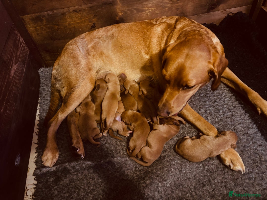 Labrador Retriever dogs for sale: Very dark Fox Red Labrador puppies - Image 10