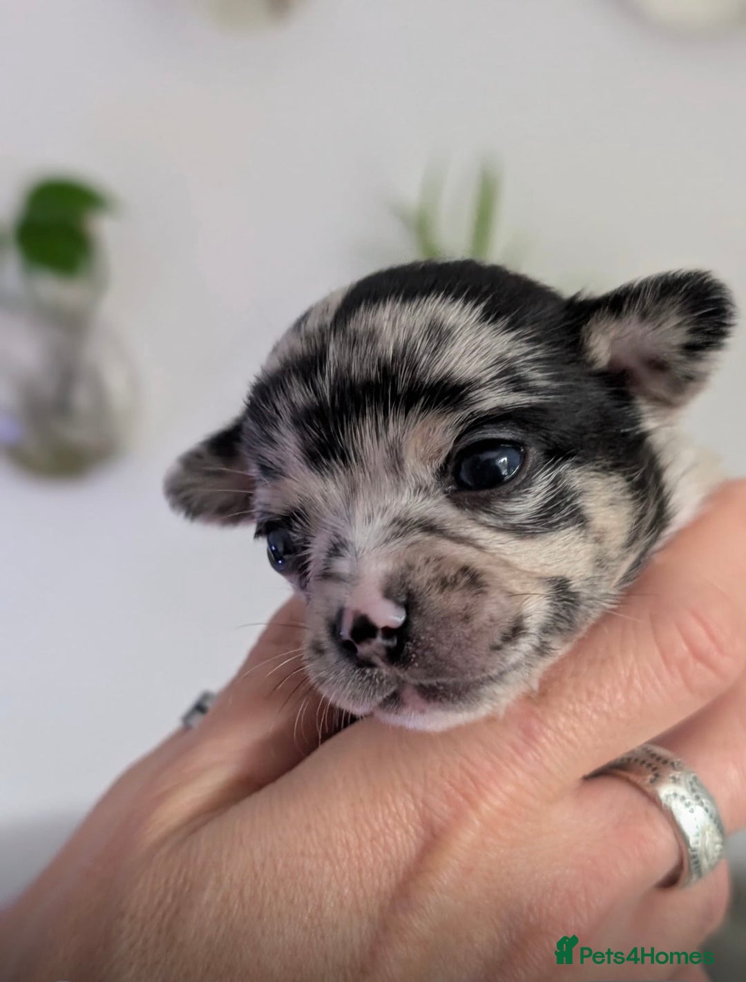 Chihuahua dogs for sale: Beautiful Merle Chihuahua Puppies 🐶  - Advert 11