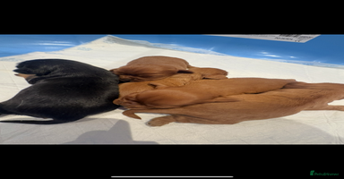 Cavalier King Charles Spaniel dogs Extensively health tested cute Cavalier puppy’s  - Advert 5