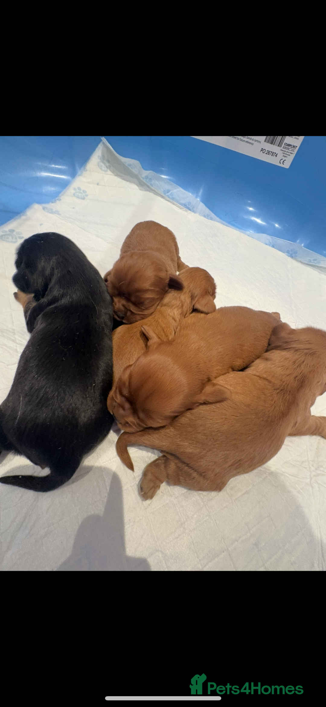 Cavalier King Charles Spaniel dogs for sale: Extensively health tested cute Cavalier puppy’s  - Advert 8