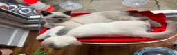 British Shorthair cats for sale: sweet gentle British Shorthair silky coat Kittens - Advert 17