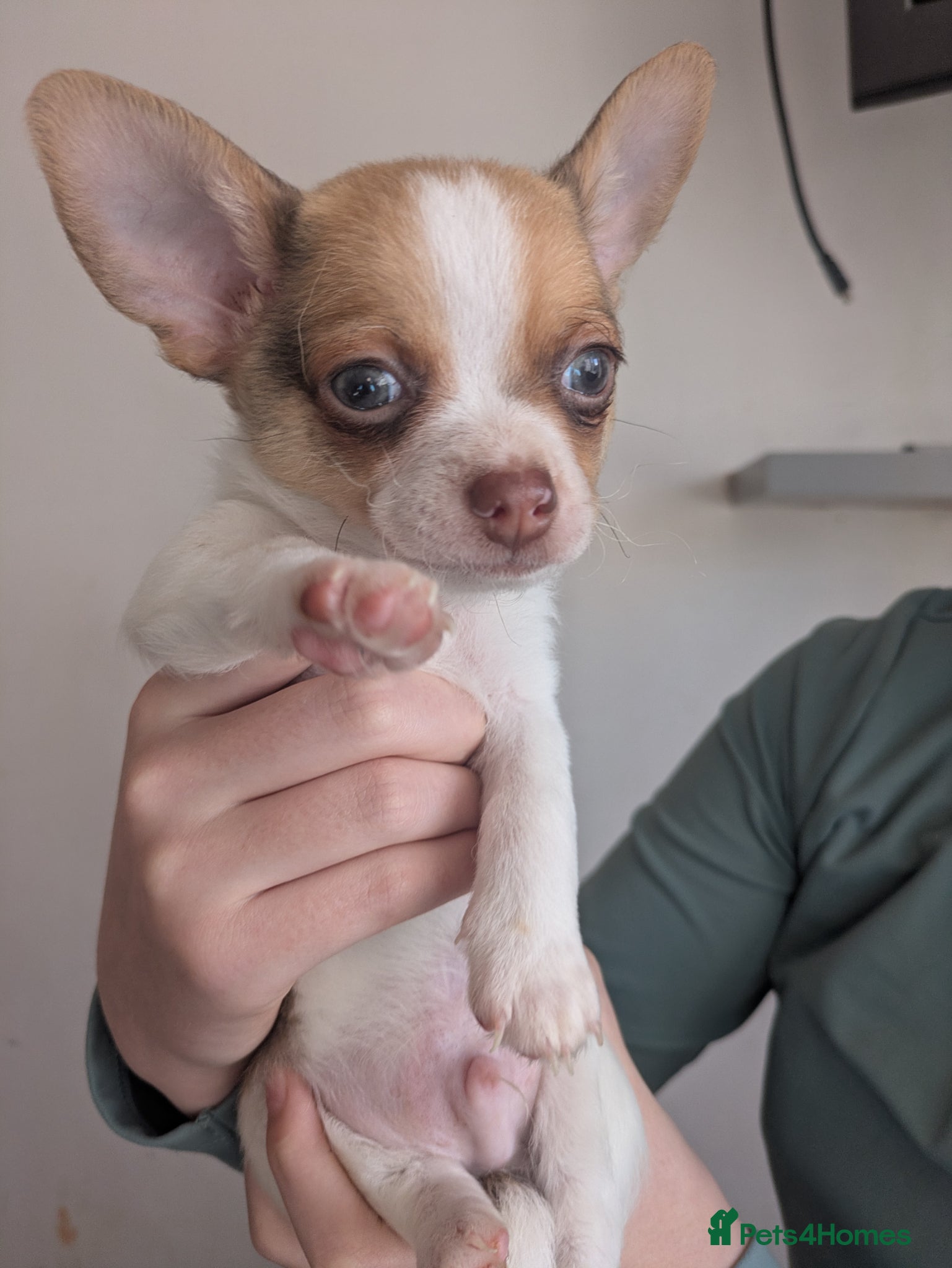 Chihuahua dogs Chuahah  - Advert 8