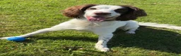 English Springer Spaniel dogs for sale: Male springer spaniel  in Dundee - Advert 4
