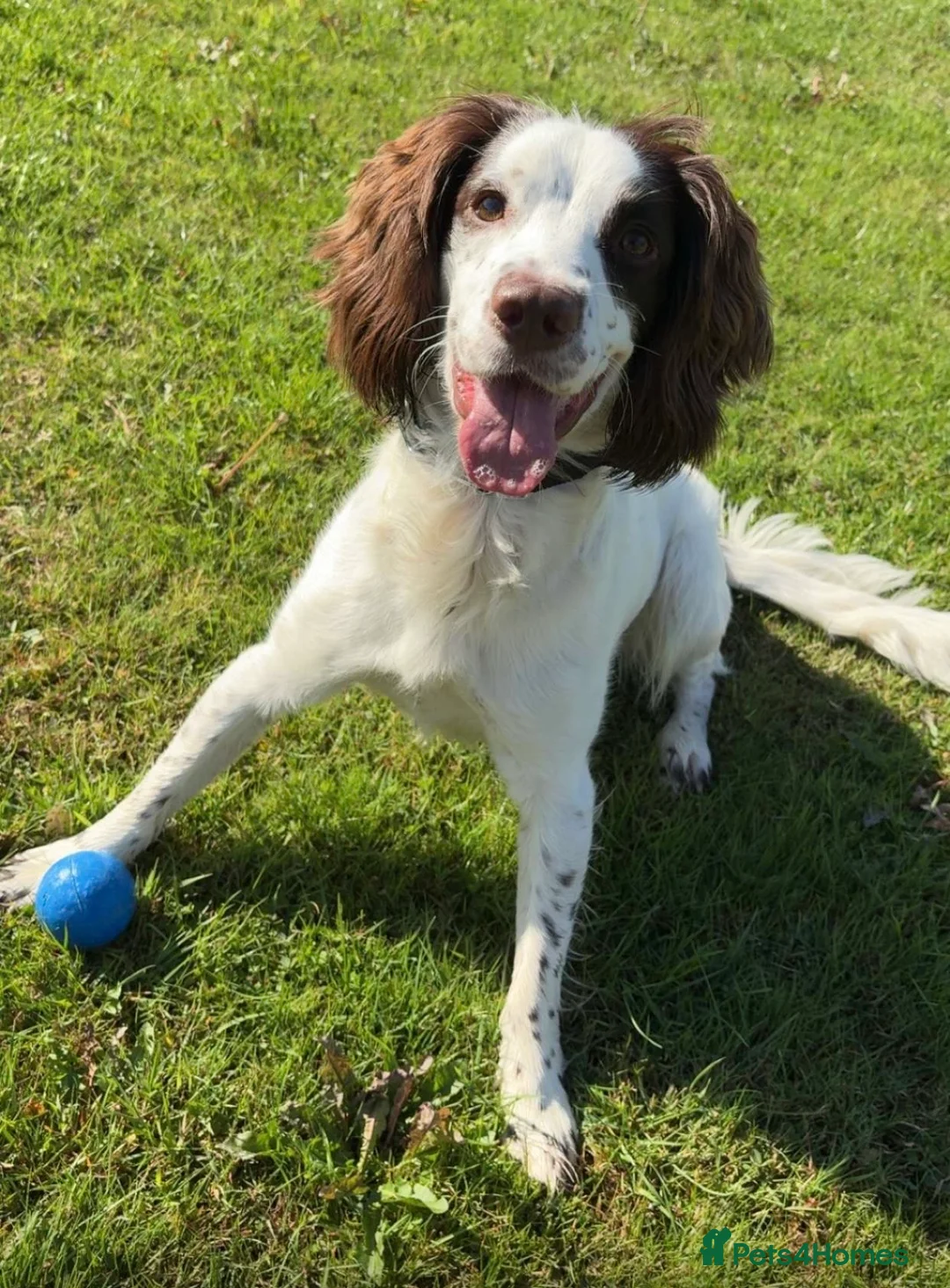 English Springer Spaniel dogs for sale: Male springer spaniel  in Dundee - Advert 4