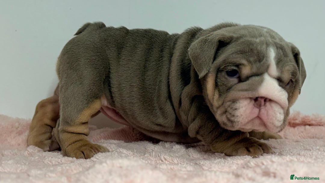 English Bulldog dogs for sale: *Stunning* KC English bulldog puppies ready soon!! - Advert 10