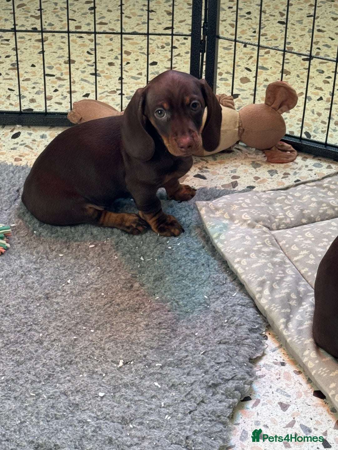 Miniature Dachshund dogs for sale: KC Registered Miniature Shorthaired Dachshund - Advert 5
