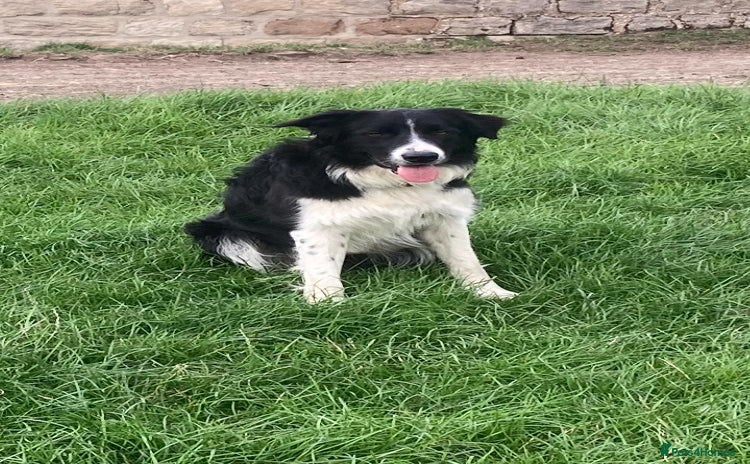 Border Collie dogs - Advert 12