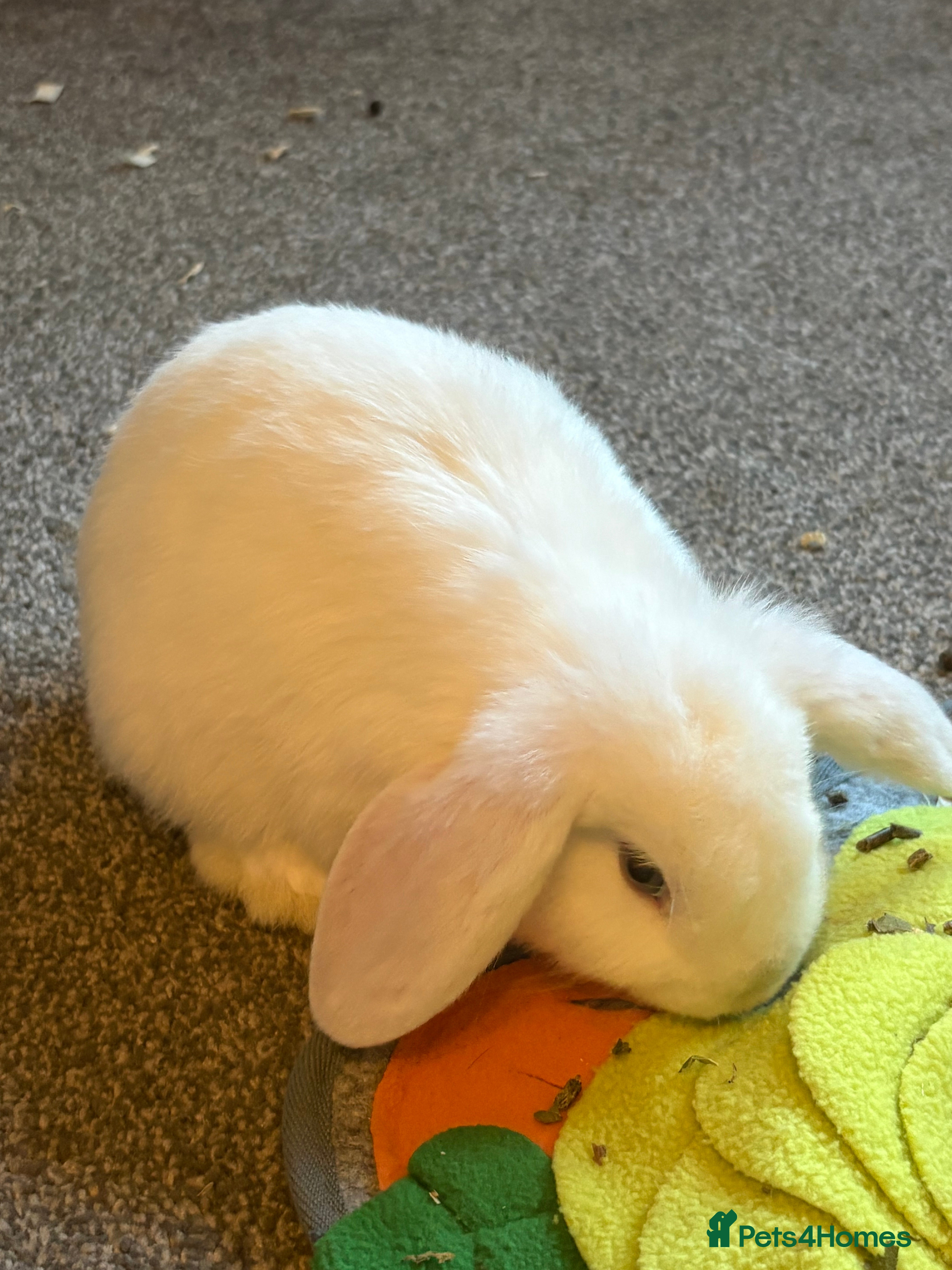 Mini Lop rabbits Gorgeous Mini Lop Baby Bunnies - 1 girl left - Advert 15