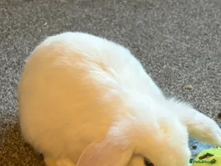 Mini Lop rabbits Gorgeous Mini Lop Baby Bunnies - 1 girl left - Advert 15