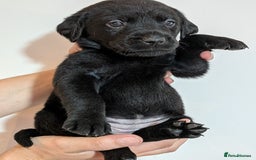 Labrador Retriever dogs for sale: litter of 11 kc reg lab retrievers 10weeks old - Image 12
