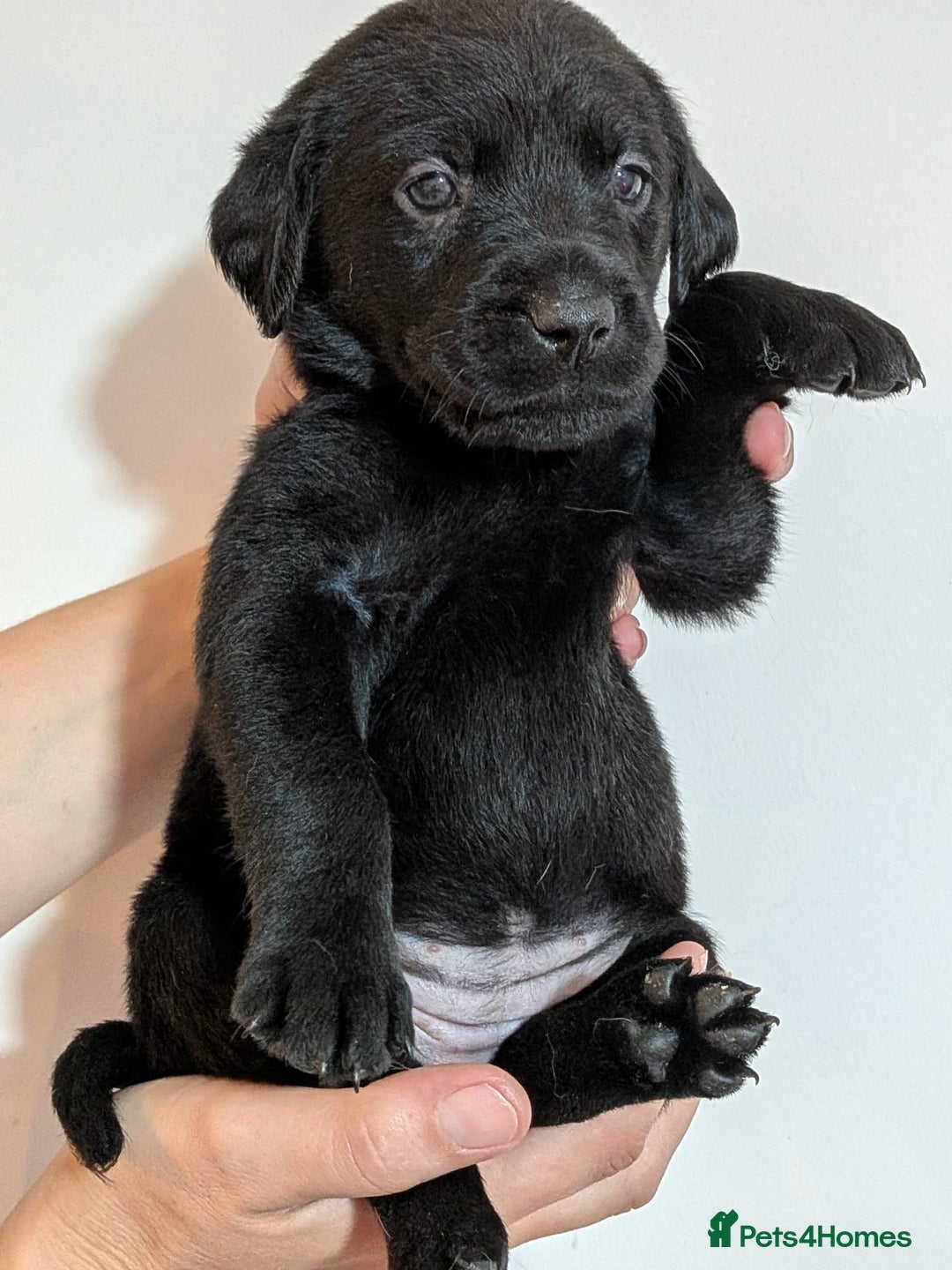 Labrador Retriever dogs for sale: litter of 11 kc reg lab retrievers 10weeks old - Image 12