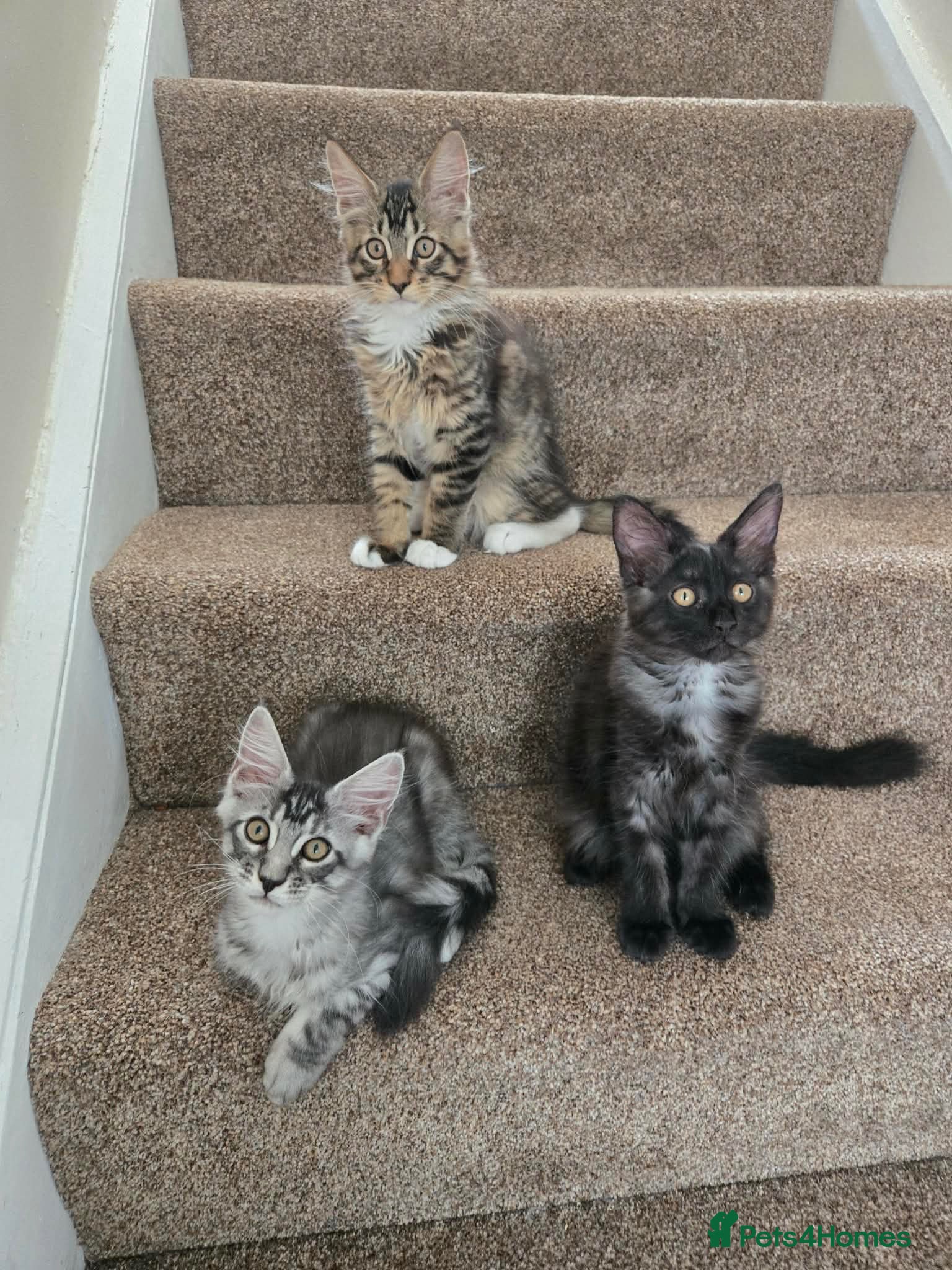 Maine Coon cats 3 Maine Coon kittens. - Advert 11