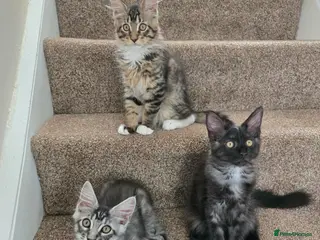 Maine Coon cats 3 Maine Coon kittens. - Advert 11