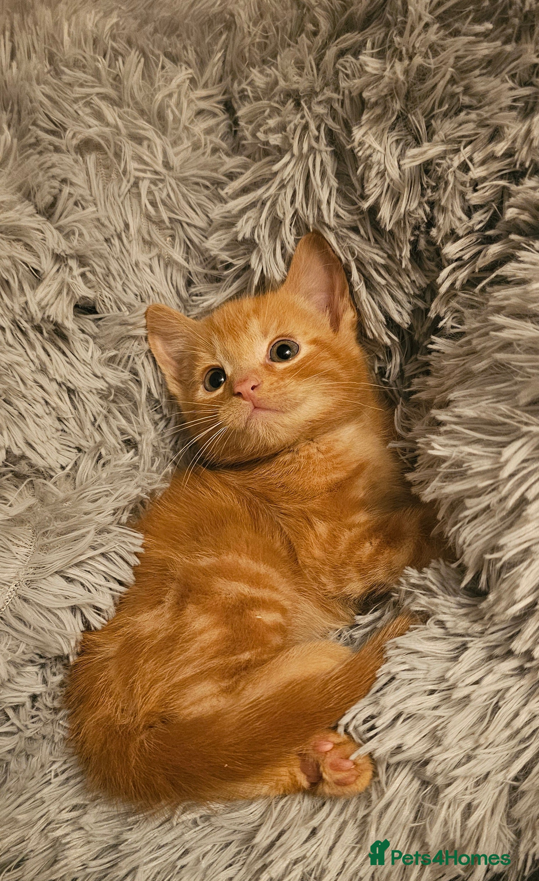 Mixed Breed cats Kitten ready now - Advert 1