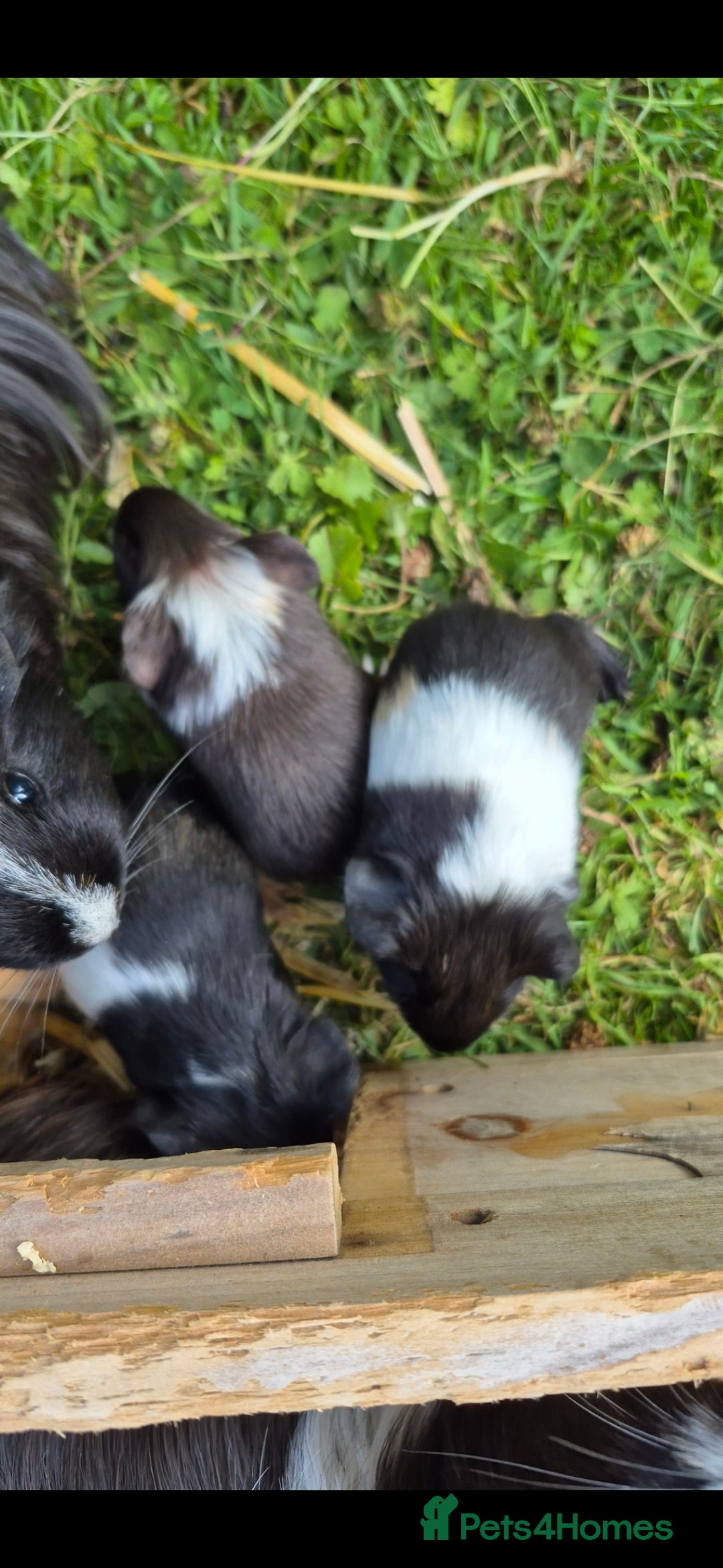 Guinea Pig rodents for sale: Adorable boy baby guinea pigs - Image 4
