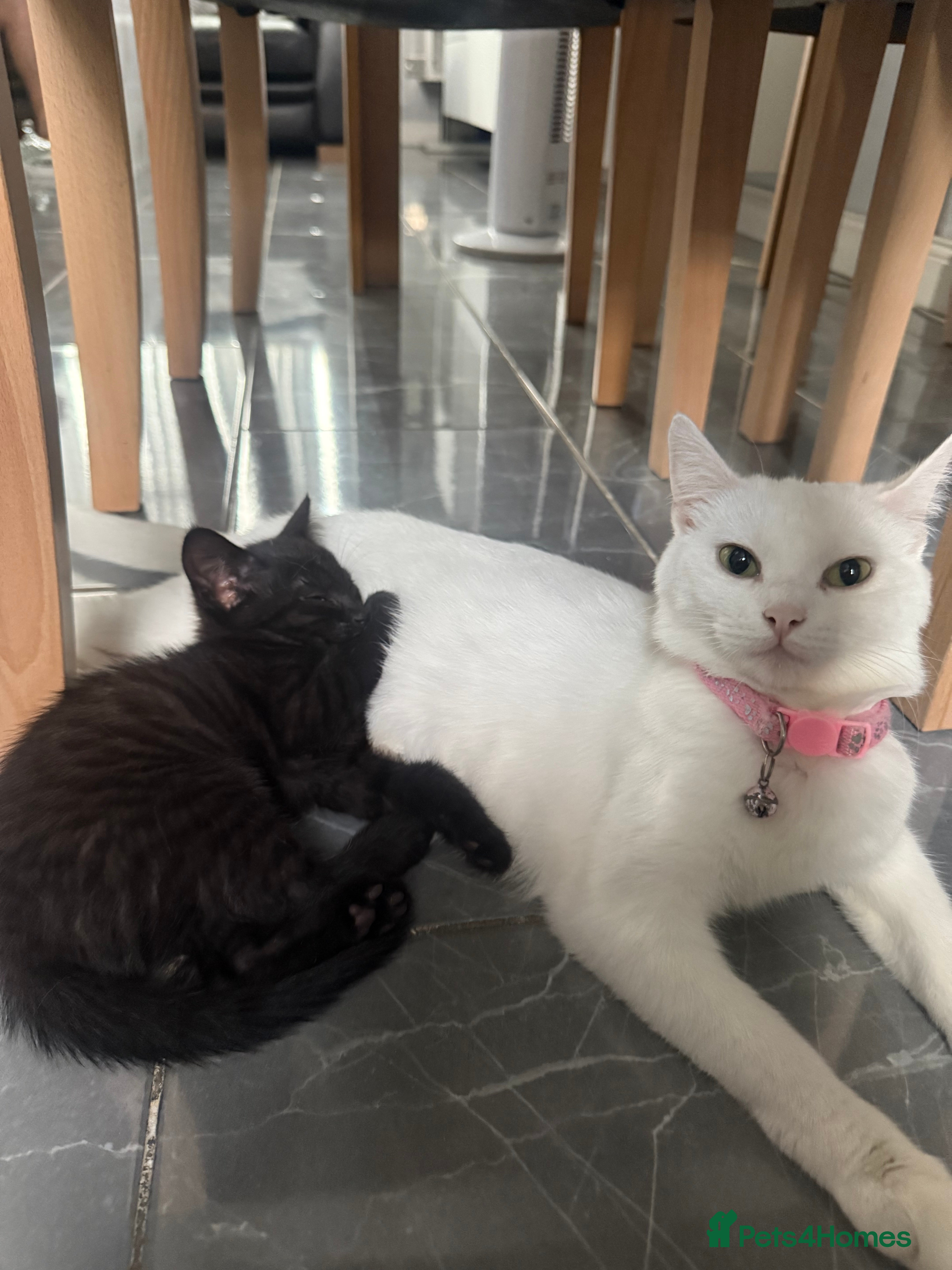 Turkish Angora cats Female Black kitten and white kitten.  - Advert 2