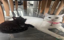 Turkish Angora cats for sale: Cat and kitten  - Image 1